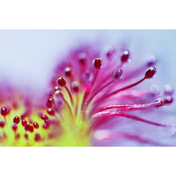 Pink Gerbera Flower
